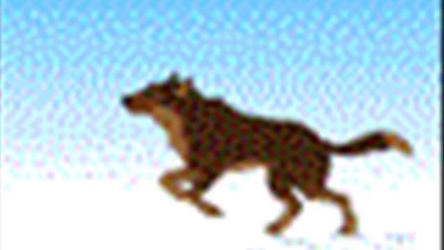 Wolf Like Dog смотреть онлайн