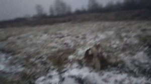 Охота на енотовидную собаку.