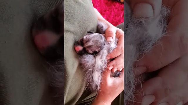 спасение новорожденого щенка смотреть онлайн