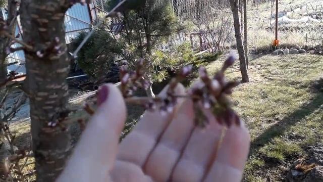 Обзор сада/ Раннее утро в последний день апреля/Заморозки/ смотреть онлайн