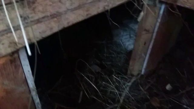 Индоутка села на яйца зимой смотреть онлайн