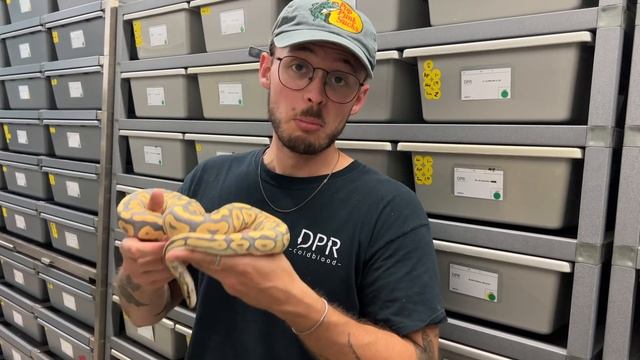 Ball Python Shed Testing Results Are In... Did it Work? смотреть онлайн