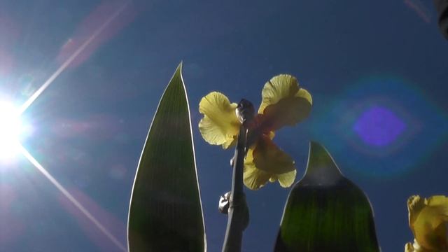 Как Здорово - Проснуться и Понять Я генерирую Любовь и Свет смотреть онлайн