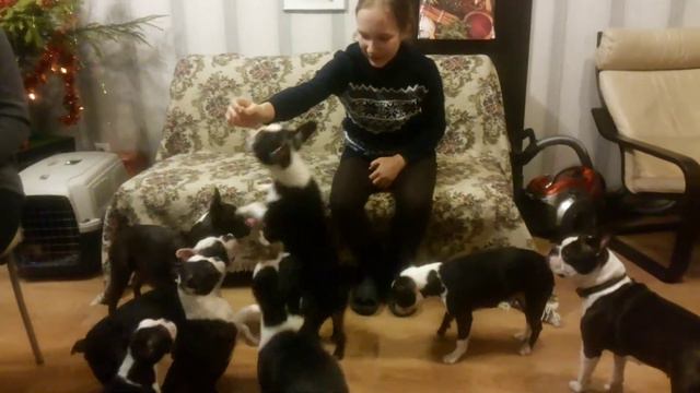 Бостон терьер. питомник `БОН ФО ШОУ` - к нам пришли гости)))))))))) смотреть онлайн