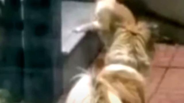 Собака увидела, что кот очень голоден, посмотрите что она сделала! смотреть онлайн