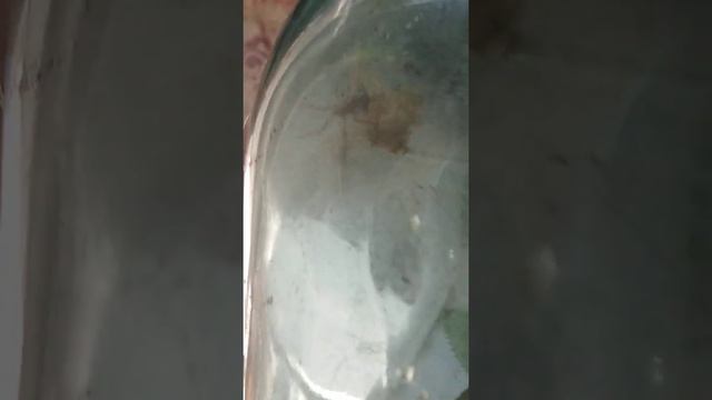 Поймал паука в банку смотреть онлайн