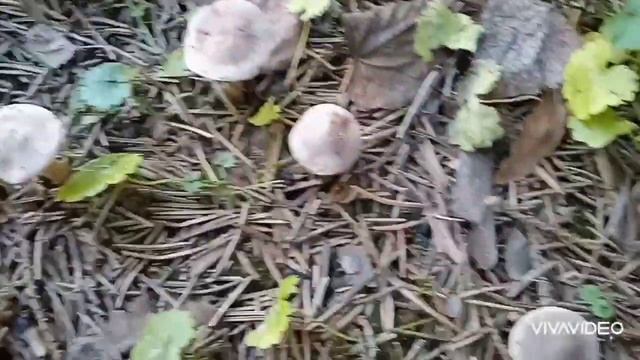 ГРИБЫ в конце ОКТЯБРЯ смотреть онлайн