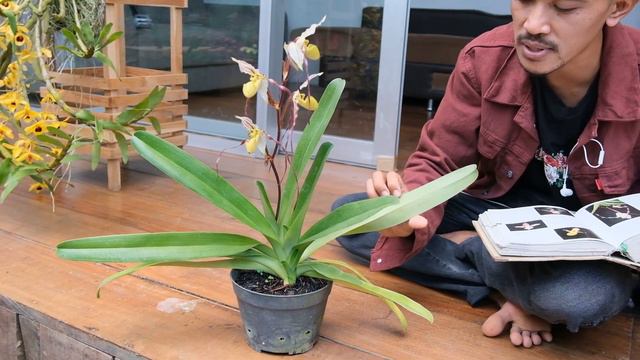 Paphiopedilum Philippinense
