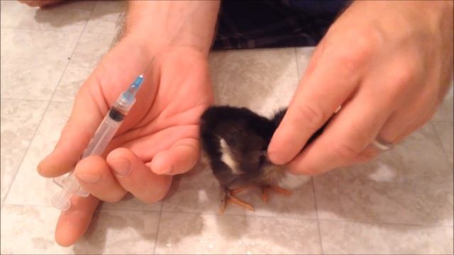 How to Vaccinate a Chick смотреть онлайн