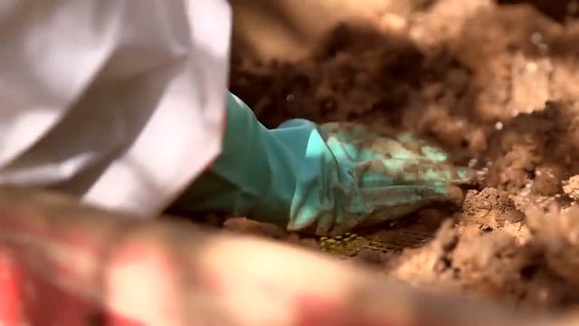 FBI Marks 20 Years of Training at 'Body Farm' смотреть онлайн