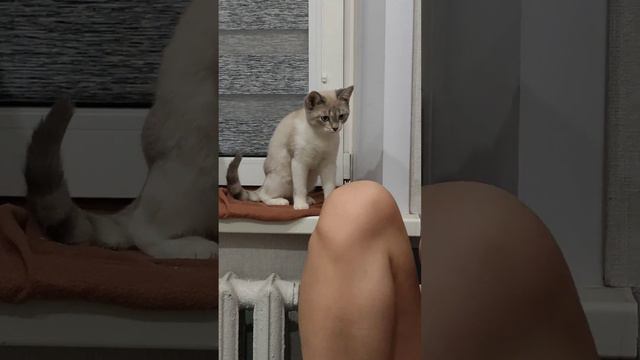 тайская кошка и лимонное печенье #рождеством #cat #crismas смотреть онлайн