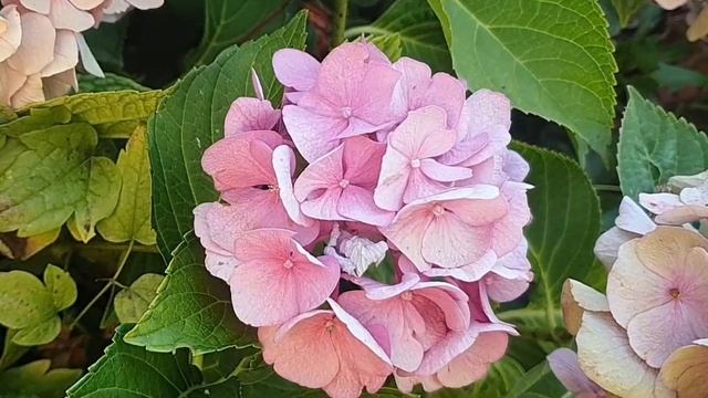 Старинный дом в горах. Бохо шик. смотреть онлайн