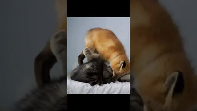 Волк и лиса - те еще дружки!..) #shorts смотреть онлайн