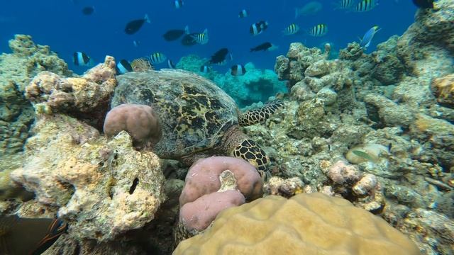 Лучшие бюджетные Мальдивы - 4* Vilamendhoo Island Resort смотреть онлайн