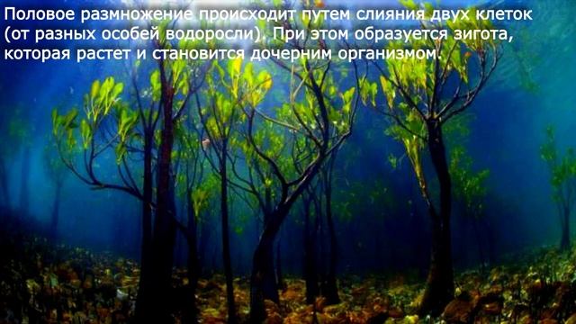 20. Водоросли, их разнообразие и значение в природе Биология 6 класс - Пономарева. Краткий пересказ смотреть онлайн