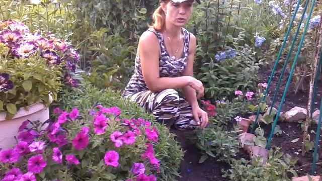 Вегетативная Вербена , чем отличается от вербены из семян .стоит посмотреть смотреть онлайн