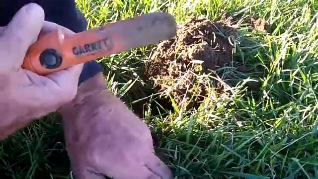Tesoro Vaquero - Metal Detecting A Local Park