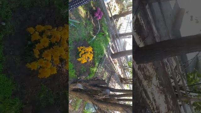 Уборка на кладбище.. ? Сажаем цветы.. вспоминаю о детстве..?#армянскоекладбище#дербент смотреть онлайн