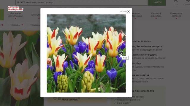 Два особенных вида тюльпанов, которые будем высаживать этой осенью. смотреть онлайн