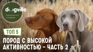 ТОП 5 Пород собак с ВЫСОКОЙ активностью – Часть 2