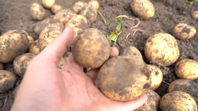 урожай Картофеля 2020. Отличный сорт для Урала. Парадокс! смотреть онлайн
