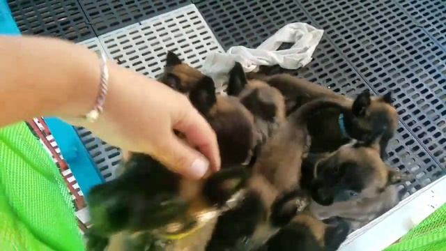 Belgian Malinois Puppies | Milestone