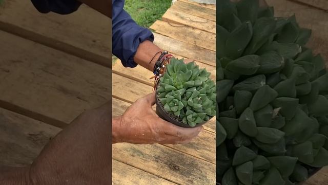 Haworthia cooperi var. Pilífera смотреть онлайн