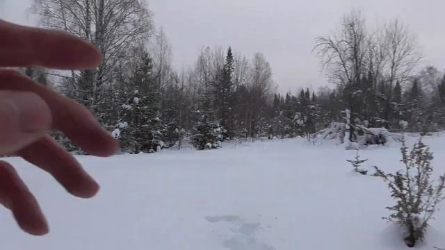 Ходовая охота на лыжах. Охота на тетерева. Ищу избу возле таёжной реки . смотреть онлайн