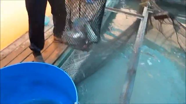 Начало форелевого сезона 2015 смотреть онлайн