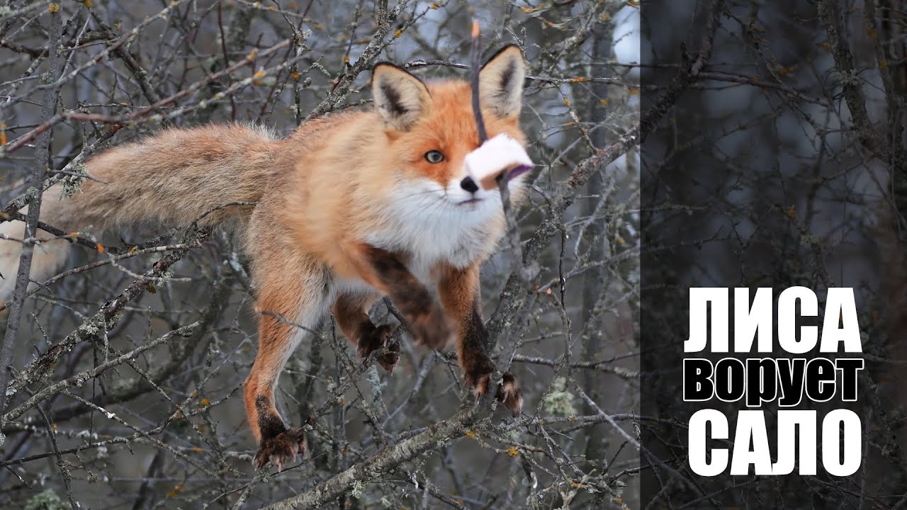 Лиса ворует сало на дереве. смотреть онлайн