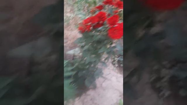Ауладағы роза гүлдер 🌺🌺🌺 смотреть онлайн