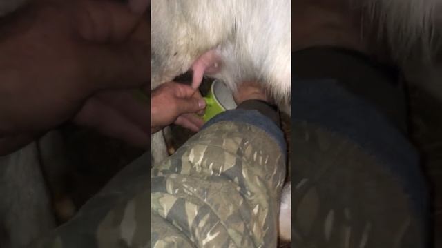 Почему у козы грустные глаза? смотреть онлайн