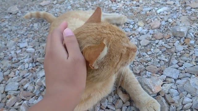 Блог о моем коте/этот блог я посещаю для моего кота??/Vlog about my cat/Рыжик?