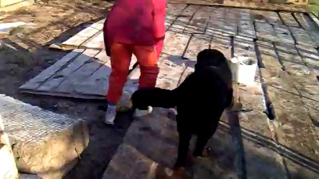 Ньюфаундленды футболистка и танцовщица. смотреть онлайн
