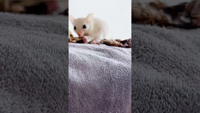 Super Cute Baby Sugar Glider Flying animal смотреть онлайн
