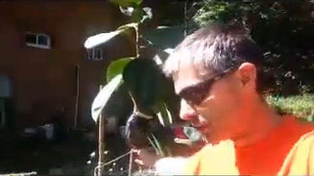 Make New Plants-Air Layer propagation: Ficus elastica смотреть онлайн