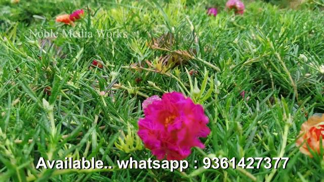 PORTULACA- Moss Rose - Pathumani - Table rose- 30 colors available for sale.. whatsapp: 9361427377 смотреть онлайн