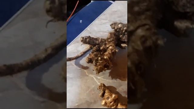 Запасы на ЗИМУ! Корень красный, корень золотой (родиола розовая)!?АЛТАЙ!❤️Фоня...рулит!