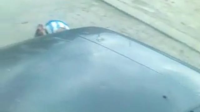 Обезьяна в городе УстьКамане смотреть онлайн