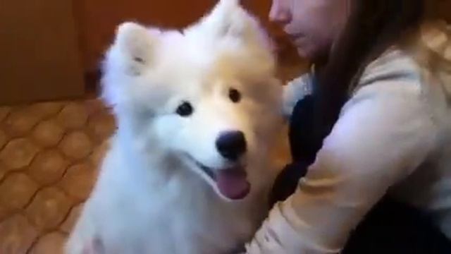 Бэллу причесывают смотреть онлайн