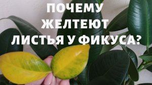 Почему желтеют и опадают листья у фикуса каучуконосного (эластика)