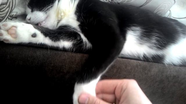 Мартен уснул,сложно разбудить-) смотреть онлайн