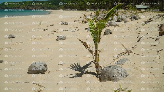 Coconut palm tree sprouting on tropical beach. смотреть онлайн