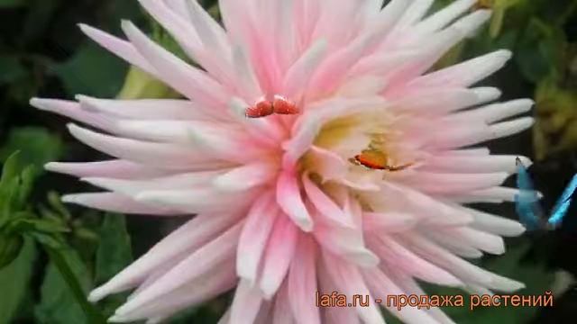 Георгина кактусовая Старс Леди (dahlia cultorum) ? обзор: как сажать, рассада георгины Старс Леди смотреть онлайн