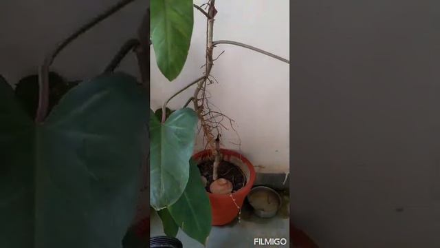 philodendron erubescens red Emerald plant смотреть онлайн