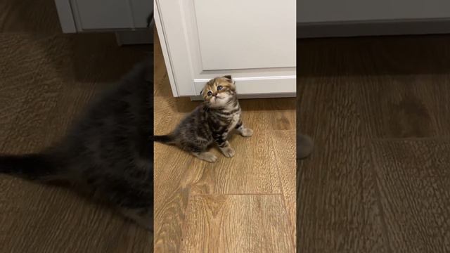 Шотландские вислоухие и прямоухие котята играют смотреть онлайн
