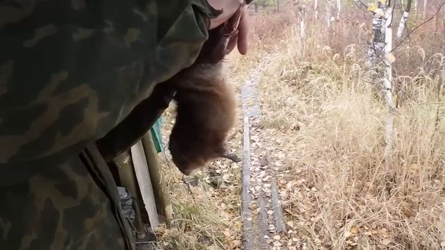 Охота без цензуры.. день второй "Разделка ондатры" 18+ смотреть онлайн