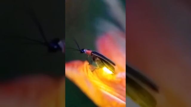 Mysterious insects #shorts #mysterious _#insects смотреть онлайн