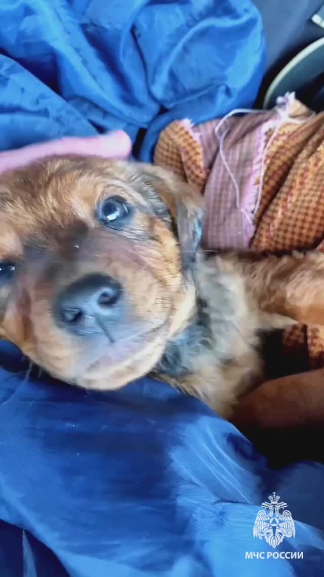 Маленькие спасенные жизни затопленного микрорайона в Орске смотреть онлайн