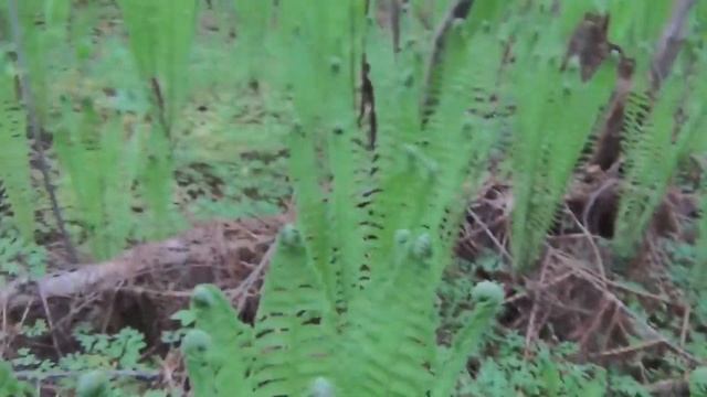 Выживание Отличия Папоротника Орляка Страусника Щитовника Для Рыбалка Охота Грибы Выживания смотреть онлайн